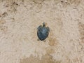 Aerial top to down view at a green turtle sunbathing on a beach Royalty Free Stock Photo