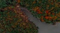 Aerial top view. Autumn landscape. Lake in autumn forest