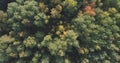 Aerial top view of autumn trees in forest in september Royalty Free Stock Photo