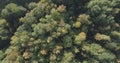 Aerial top view of autumn trees in forest in september Royalty Free Stock Photo