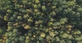 Aerial top view of autumn trees in forest in september Royalty Free Stock Photo