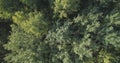 Aerial top view of autumn trees in forest in september Royalty Free Stock Photo