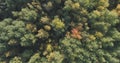 Aerial top view of autumn trees in forest in september Royalty Free Stock Photo