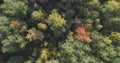 Aerial top view of autumn trees in forest in september Royalty Free Stock Photo
