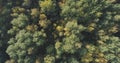 Aerial top view of autumn trees in forest in september Royalty Free Stock Photo