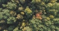 Aerial top view of autumn trees in wild park in september Royalty Free Stock Photo