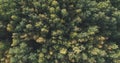 Aerial top view of autumn trees in wild park in september Royalty Free Stock Photo