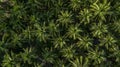 Aerial top view coconut palm trees farm plantation, Group of coconut palm trees