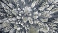 Aerial top view of coniferous winter forest. Clip. Flying above frozen trees and snow covered ground of dense forest. Royalty Free Stock Photo