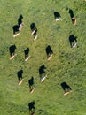 Aerial top view of a cows herd