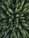 Aerial Top View of Dense Green Forest of Evergreen Trees in Daylight Royalty Free Stock Photo