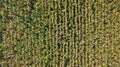 Aerial top view of a different agriculture fields in countryside on a spring day. Drone shot Top view of corn field. Royalty Free Stock Photo