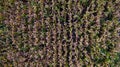 Aerial top view of a different agriculture fields in countryside on a spring day. Drone shot Top view of corn field. Royalty Free Stock Photo