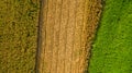 Aerial top view of a different agriculture fields in countryside on a spring day. Drone shot Top view of corn field. Royalty Free Stock Photo