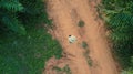 AERIAL. Top view directly above a asian female farmer in the hat monitoring his farm with a tablet. Palms farm in