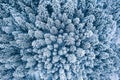 Aerial top view drone shot of the pine and spruce trees forest covered with snow in the Tatra Mountains in Slovakia. Beauty in Royalty Free Stock Photo