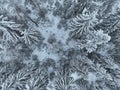 Aerial top view drone shot of the pine and spruce trees forest covered with snow in the Tatra Mountains in Slovakia Royalty Free Stock Photo