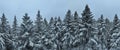 Aerial top view drone shot of the pine and spruce trees forest covered with snow in the Tatra Mountains in Slovakia Royalty Free Stock Photo