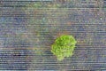 View from a drone to a tree at a lavender field. Abstract view Royalty Free Stock Photo