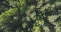 Aerial top view flight over mixed forest on a sunny summer day