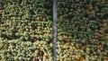 Aerial Top view of the forest and road. Aerial view of thick forest in autumn with road cutting through Royalty Free Stock Photo