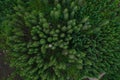 Aerial top view forest, Texture of forest view from above, Copter drone view, Panoramic photo over the tops of pine forest
