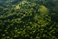 Aerial top view forest tree, Rainforest ecosystem and healthy environment concept and background