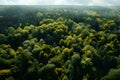 Aerial top view forest tree, Rainforest ecosystem and healthy environment concept and background