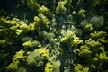 Aerial top view forest tree, Rainforest ecosystem and healthy environment concept and background