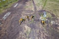 Aerial top view of four yellow crawler excavators standing on ground near the construction site and waiting for the working day to Royalty Free Stock Photo