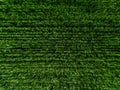 Aerial top view of Green Country Field with row lines Royalty Free Stock Photo