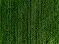 Aerial top view of Green Country Field with row lines Royalty Free Stock Photo