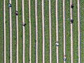 Aerial top view of green farmland and farmer working