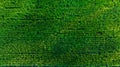 Aerial top view of the green rice fields nature agricultural farm background abstract Royalty Free Stock Photo