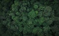 Aerial top view of green trees in forest. Drone view of dense green tree captures CO2. Green tree nature background for carbon