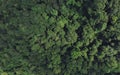 Aerial top view of green trees in forest. Drone view of dense green tree captures CO2. Green tree nature background for carbon