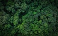 Aerial top view of green trees in forest. Drone view of dense green tree captures CO2. Green tree nature background for carbon