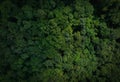 Aerial top view of green trees in forest. Drone view of dense green tree captures CO2. Green tree nature background for carbon