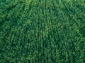 Aerial top view of green wheat or oat field. Abstract green background or wallpaper Royalty Free Stock Photo