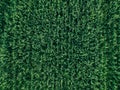 Aerial top view of green wheat or oat field. Abstract green background or wallpaper Royalty Free Stock Photo