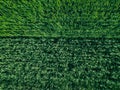 Aerial top view of green wheat or oat field. Abstract green background or wallpaper Royalty Free Stock Photo