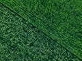 Aerial top view of green wheat or oat field. Abstract green background or wallpaper Royalty Free Stock Photo