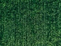 Aerial top view of green wheat or oat field. Abstract green background or wallpaper Royalty Free Stock Photo