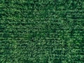 Aerial top view of green wheat or oat field. Abstract green background or wallpaper Royalty Free Stock Photo