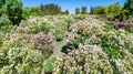 Aerial top view of Kiev city and botanical garden park from above, blossoming lilac and Kyiv cityscape, Ukraine Royalty Free Stock Photo