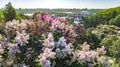 Aerial top view of Kiev city and botanical garden park from above, blossoming lilac and Kyiv cityscape, Ukraine Royalty Free Stock Photo