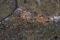 Aerial top view of a large pile of garbage. Pile of garbage on an illegal elemental garbage dump or on landfill, Many household