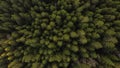 Aerial top view of a lush green Scottish pine forest