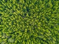 Aerial top view of lush green trees from above in tropical forest in national park and mountain or hill in summer season in Royalty Free Stock Photo