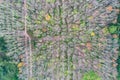 Aerial top view of lush green trees from above in tropical forest in national park and mountain or hill in summer season in Royalty Free Stock Photo